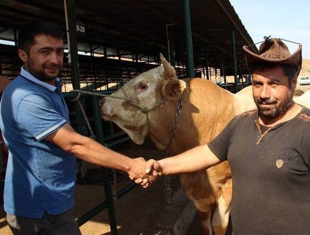 (özel Haber) Pazarın En Büyüğü Açık Artırmayla Satıldı