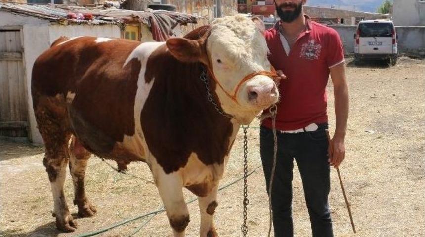 Sivas Kurban Pazarının G&ouml;zdeleri 1 Tonluk &rsquo;kral&rsquo; Ve &rsquo;şampiyon&rsquo;
