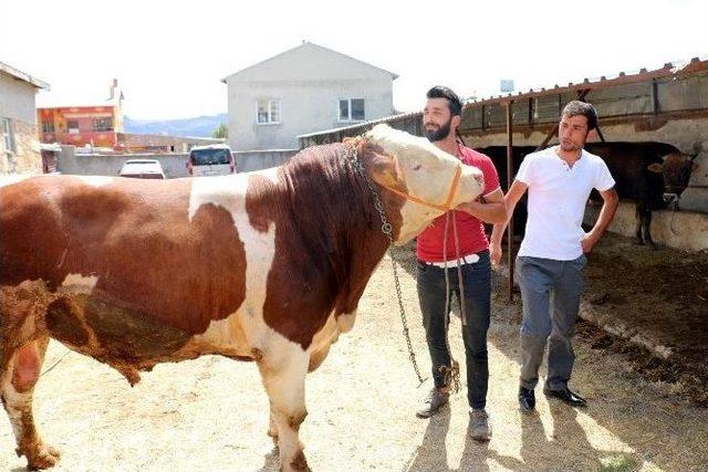 Sivas Kurban Pazarının Gözdeleri 1 Tonluk ’kral’ Ve ’şampiyon’