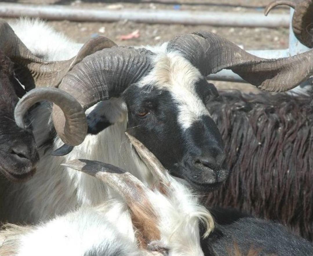 Van&rsquo;da Kurbanlıklar Pazara İndi