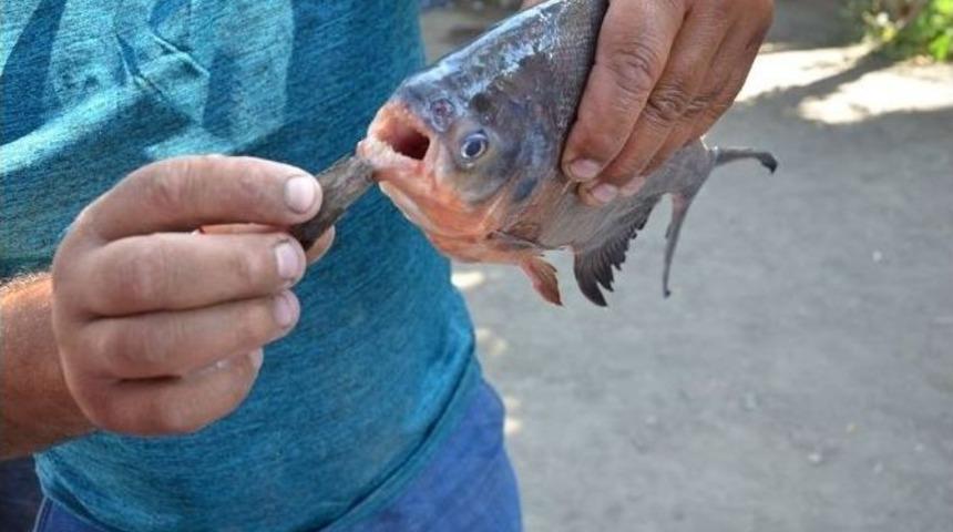 Yeşilırmak&rsquo;ta Pirana Buldular