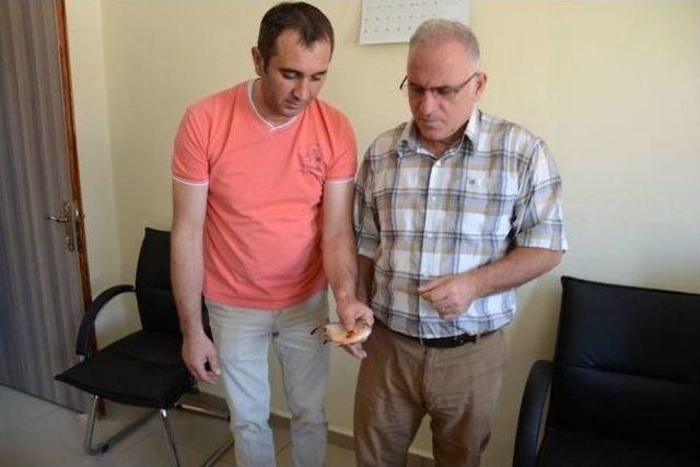 Yeşilırmak&rsquo;ta Pirana Buldular 1