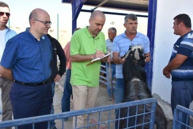 Makü’nün Yetiştirdiği Honamlı Keçiler, Satışa Sunuldu