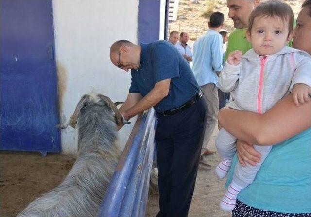 Makü’nün Yetiştirdiği Honamlı Keçiler, Satışa Sunuldu