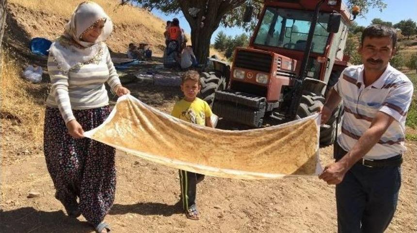 Pestiller Kurutulmaya Başlandı