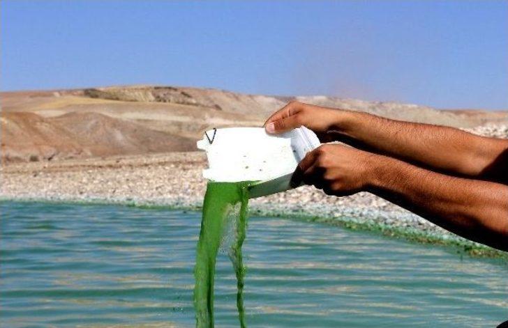 Atatürk Barajı’nın Oksijeni Bitti G1