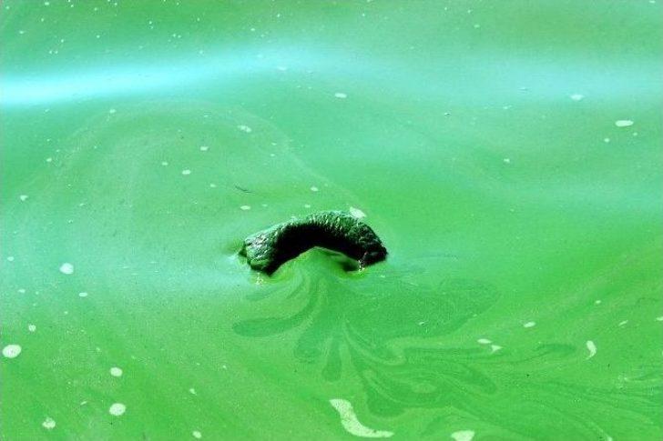 Atatürk Barajı’nın Oksijeni Bitti G2