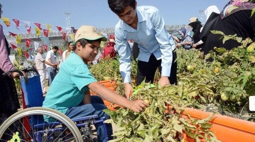 &Ouml;zel &Ouml;ğrenciler Hasat Şenliğinde Buluştu