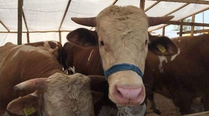 İbb&rsquo;den Zeytinburnu&rsquo;ndaki Kurbanlıklara Tam Not