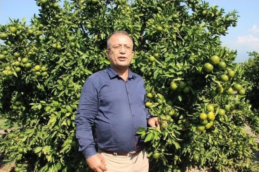 (&ouml;zel Haber) Narenciyede "rusya" Sevinci