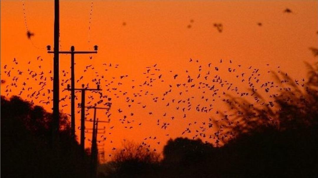 Leylek &Ouml;l&uuml;mleri İsyan Ettirdi