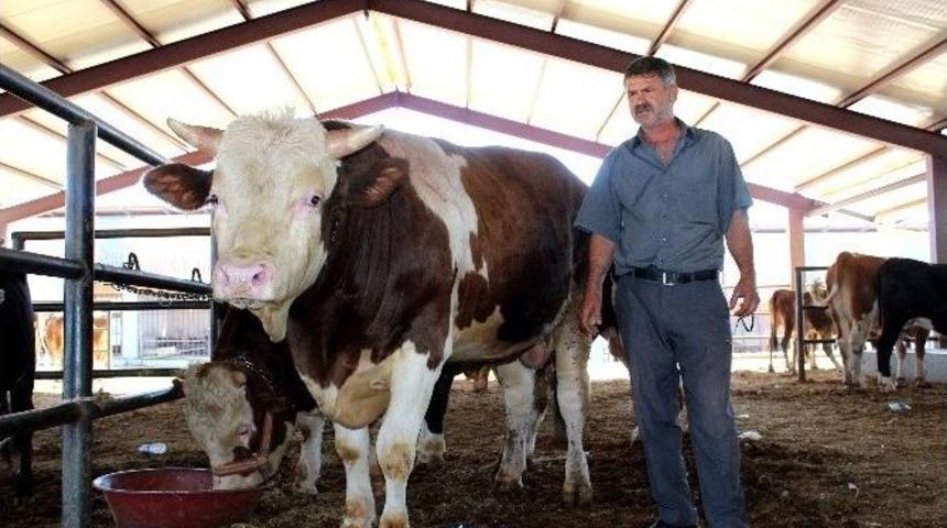 Hayvan Pazarının En Pahalı Kurbanlığı