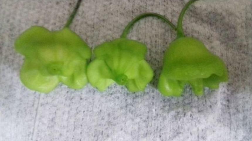 M&uuml;d&uuml;r, Vitamin Deposu &Ccedil;an Biberi Yetiştirdi