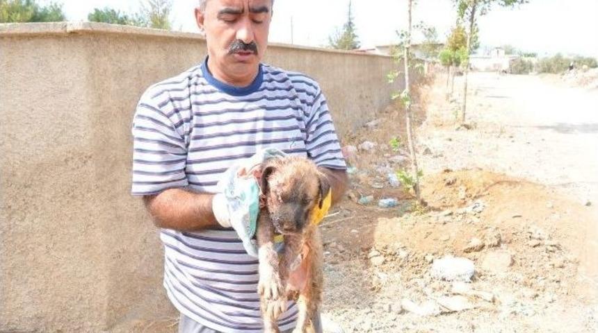 K&ouml;peklerin Saldırdığı Yavru K&ouml;pek, Ambulansla Hayvan Hastanesine Kaldırıldı