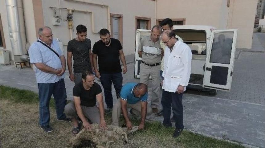 B&uuml;y&uuml;kşehir&rsquo;den Kurban Kesimi Kursu