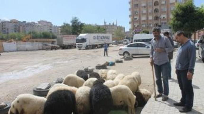 Mardin&rsquo;de Kurban Satış Ve Kesim Yerleri Beli Oldu