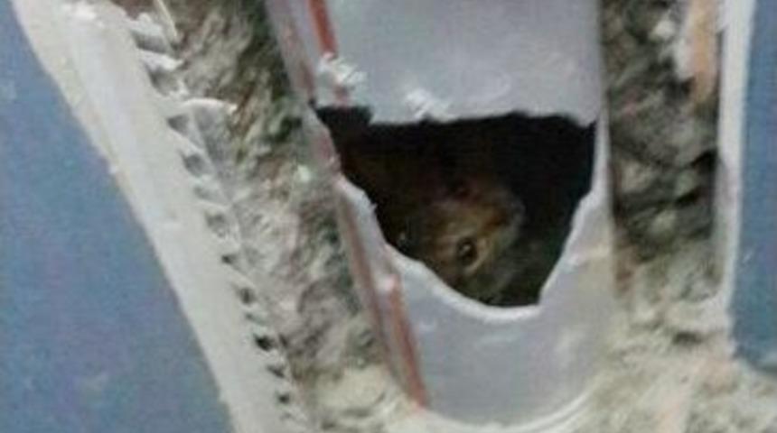 Yavru Kedinin Zor Anları