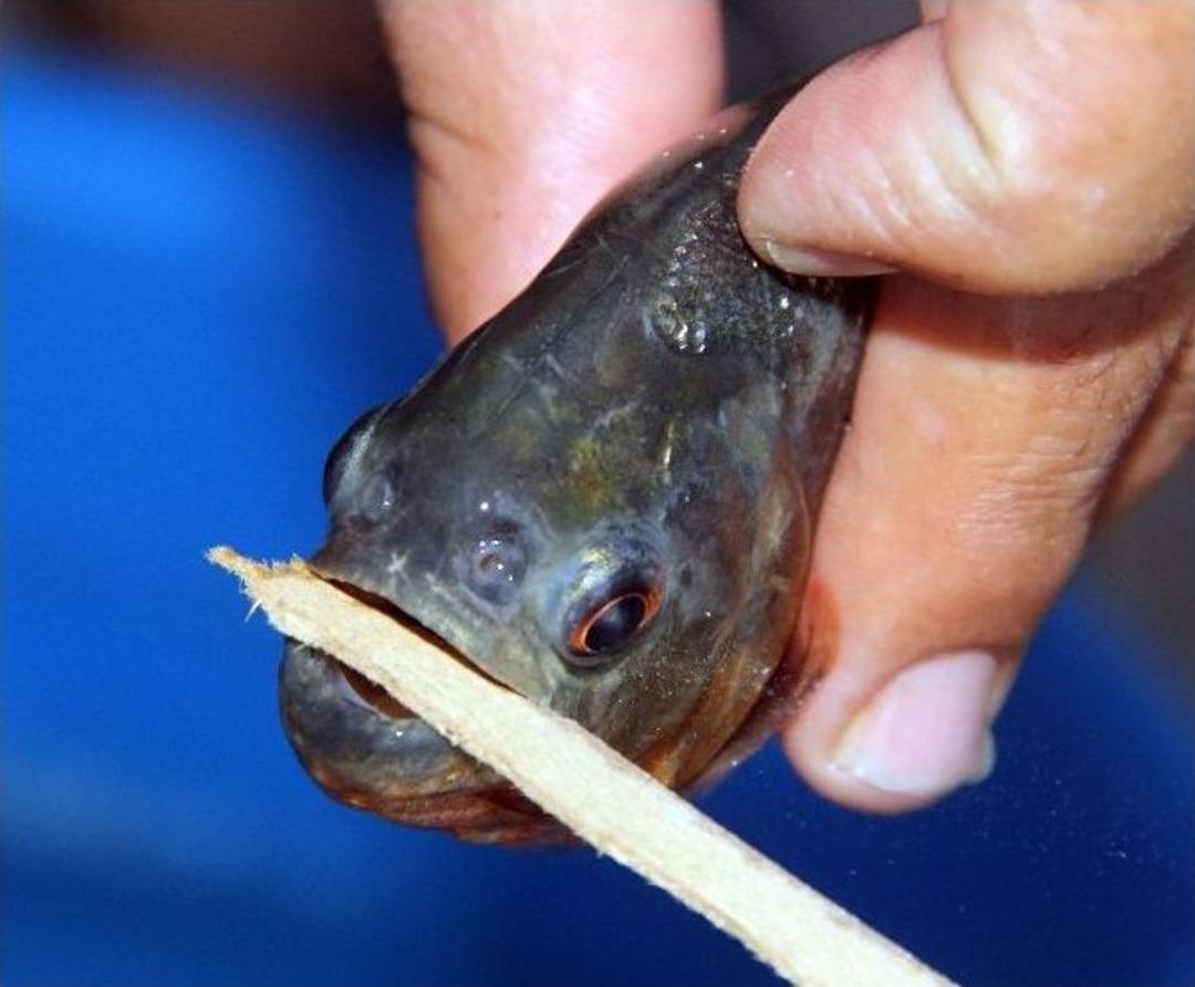 Adana&rsquo;da Pirana Paniği