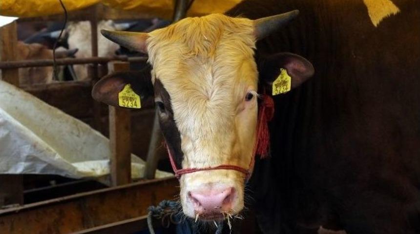 Kağıthane, Kurban Bayramı&rsquo;na Hazır