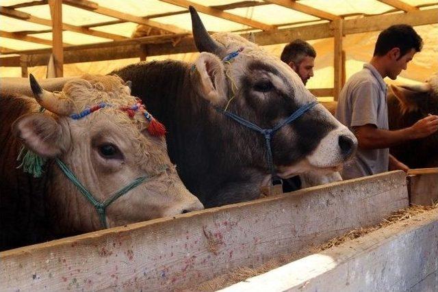 Kağıthane, Kurban Bayramı’na Hazır