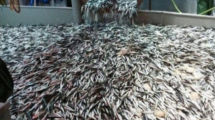 Denizin Bereketi Balık&ccedil;ıların Kamerasına Yansıdı