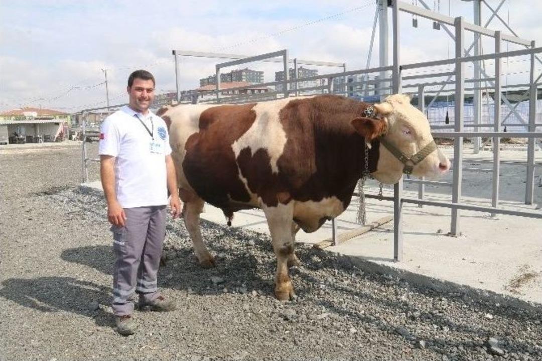 B&uuml;y&uuml;k&ccedil;ekmece&rsquo;deki Hayvan Satış Ve Kesim Alanı Basın Mensuplarına Tanıtıldı