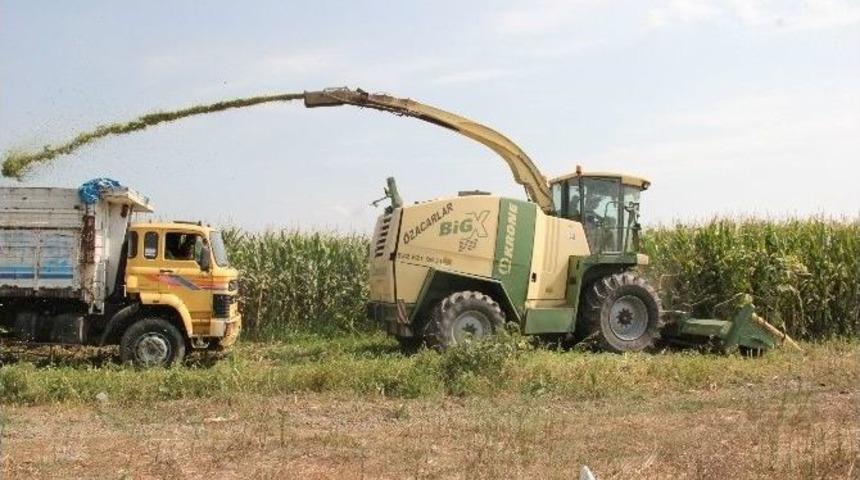 T&uuml;rkiye&rsquo;de İlk Kez Mısır Ve Ay&ccedil;i&ccedil;eği Beraber Ekildi