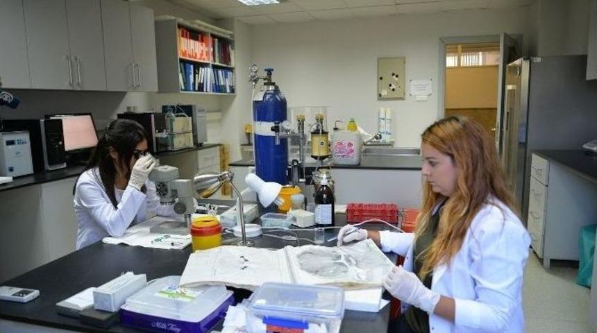 Uludağ &Uuml;niversitesi, Depresyonu Yenen Molek&uuml;l Buldu