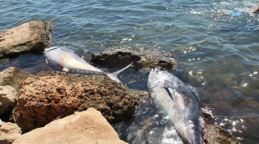 Didim A&ccedil;ıklarında 100 Kiloluk Orkinoslar Kıyıya Vurdu