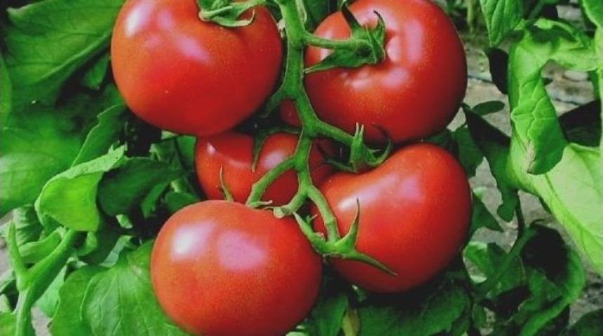 Tokat Domatesi 54 İle G&ouml;nderiliyor, Sal&ccedil;ası 4 &Uuml;lkeye İhra&ccedil; Ediliyor