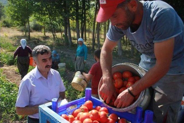 Tokat Domatesi 54 İle Gönderiliyor, Salçası 4 Ülkeye İhraç Ediliyor