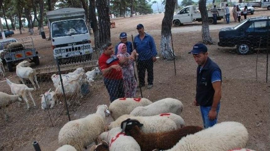 Kurbanlıklar G&ouml;r&uuml;c&uuml;ye &Ccedil;ıktı