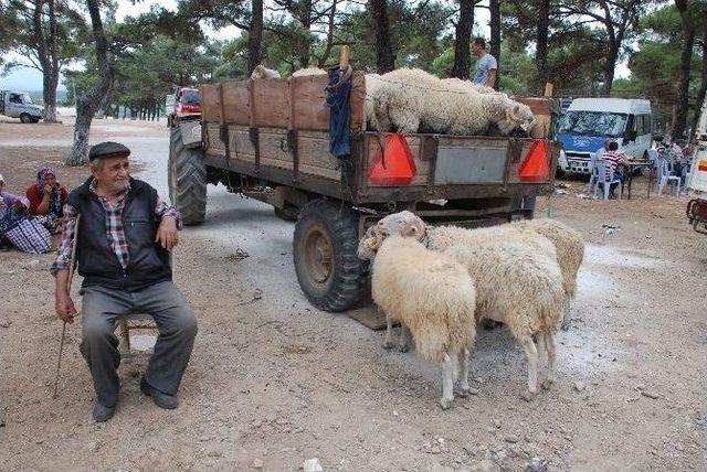 Kurbanlıklar Görücüye Çıktı