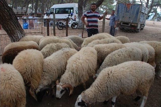 Kurbanlıklar Görücüye Çıktı