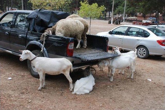 Kurbanlıklar Görücüye Çıktı