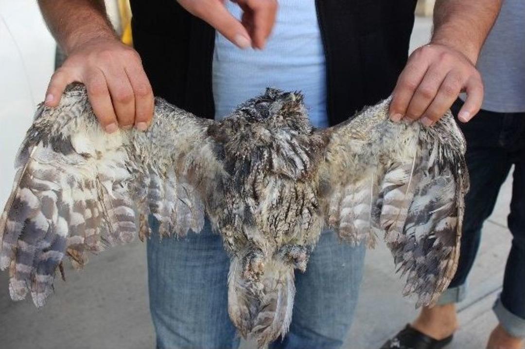 Yaralı Baykuş Tedavi Altına Alındı