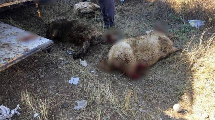 Devrilen Tır’daki 50 Kurbanlık Telef Oldu