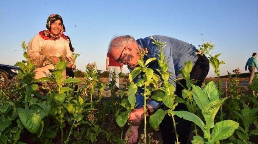 Başkan Yılmaz T&uuml;t&uuml;n Tarlasında T&uuml;t&uuml;n Kırdı