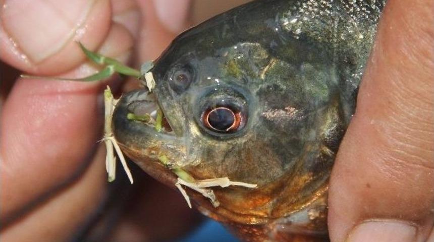 (&ouml;zel Haber) Piranalar İnsan Eliyle G&ouml;le Bırakılmış