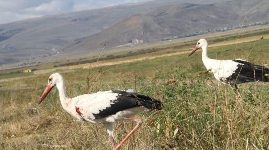 Yaralı Leylekler Doğaya Bırakıldı