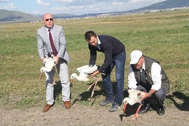 Yaralı Leylekler Doğaya Bırakıldı