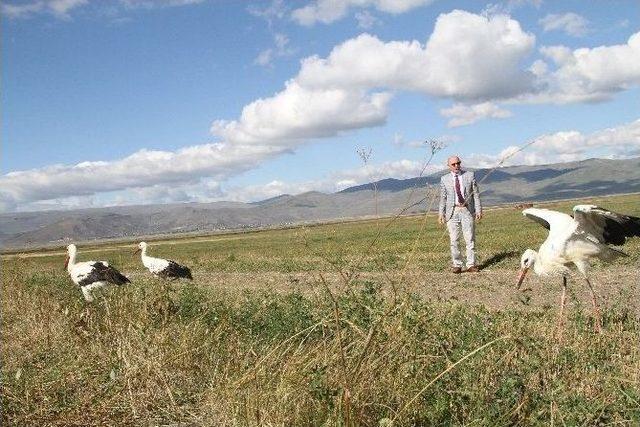 Yaralı Leylekler Doğaya Bırakıldı