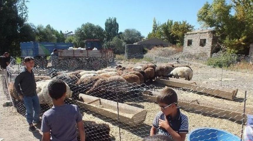 Malazgirt&rsquo;te Kurban Pazarı A&ccedil;ıldı