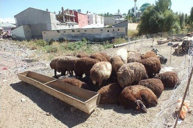 Malazgirt’te Kurban Pazarı Açıldı