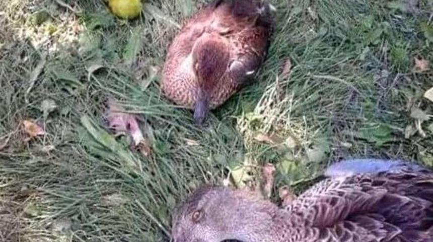 Er&ccedil;ek&rsquo;te Kuş &Ouml;l&uuml;mleri