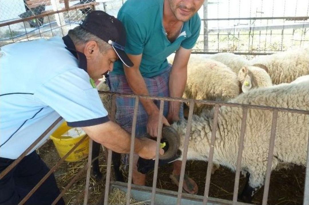 Urla&rsquo;da Zabıtadan Bayram Denetimi