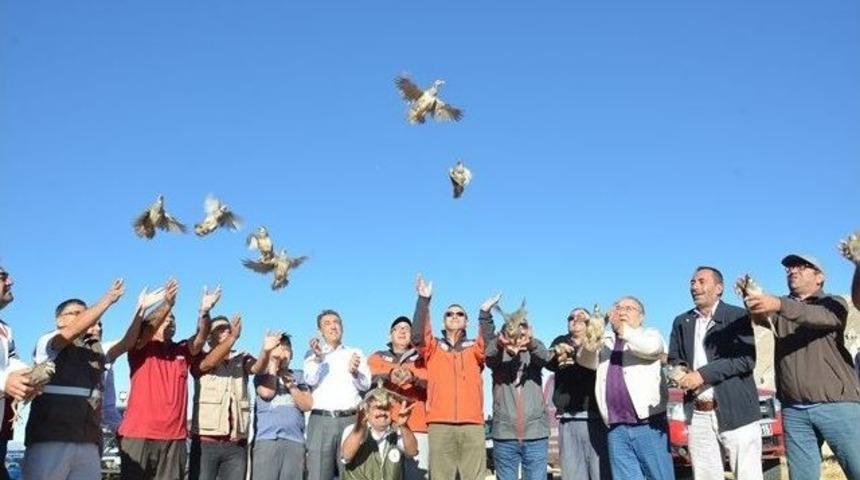 500 Kınalı Keklik Doğal Yaşama Kanat &Ccedil;ırptı