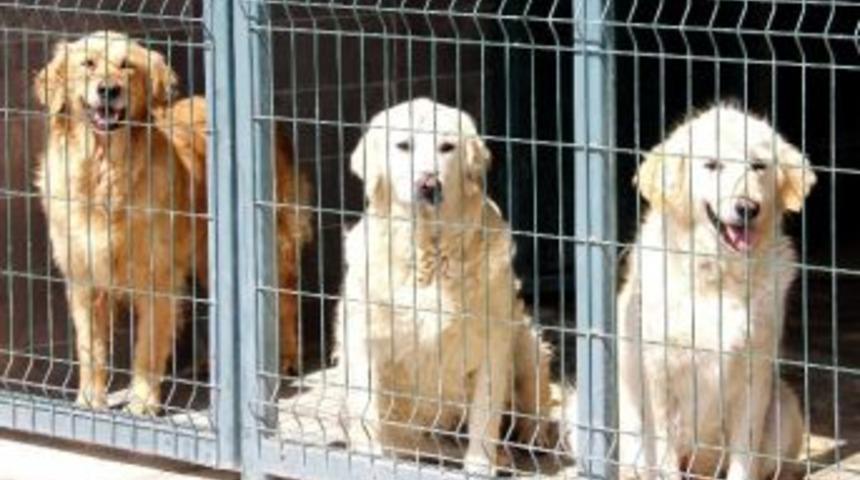 &Ccedil;ankaya Belediyesi 154 Sokak Hayvanına Yuva Buldu