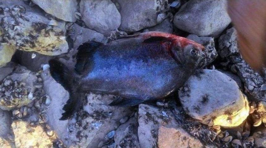 Yakaladığı Pirana Elinden Ve Ayağından Isırınca Hastanelik Oldu