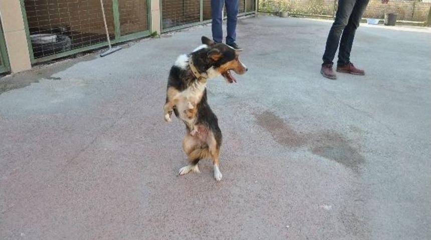 Boz&uuml;y&uuml;k&rsquo;te 6 Ayaklı K&ouml;pek Hayvan Barınağının Maskotu Oldu